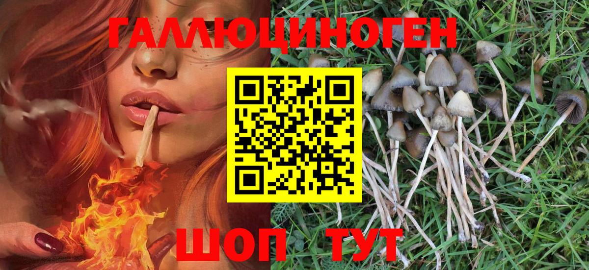 Псилоцибиновые грибы прущие грибы  Вход с VPN  Псилоцибиновые грибы Psilocybe  Алатырь 